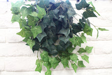 Load image into Gallery viewer, English Ivy Hanging Bush