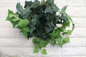 English Ivy Hanging Bush
