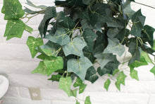 Load image into Gallery viewer, English Ivy Hanging Bush