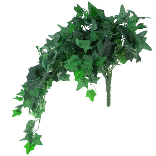 English Ivy Hanging Bush