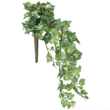 Load image into Gallery viewer, English Ivy Hanging Bush