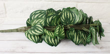 Load image into Gallery viewer, Watermelon Greenery Hanging Bush