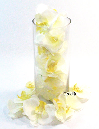 20 Ivory Orchid Flower Petals