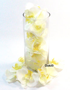 20 Ivory Orchid Flower Petals